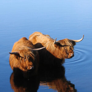 Wanddecoratie Schotse Hooglanders in het water