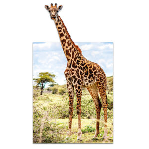 Giraf dibond uitstekend voorzijde