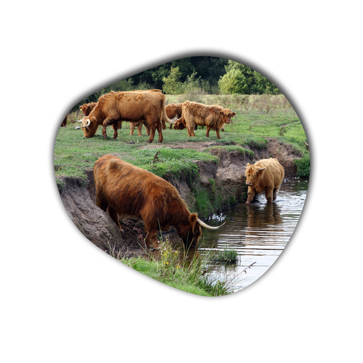 Organische vorm3 hooglanders in het water vechtdal hooglanders