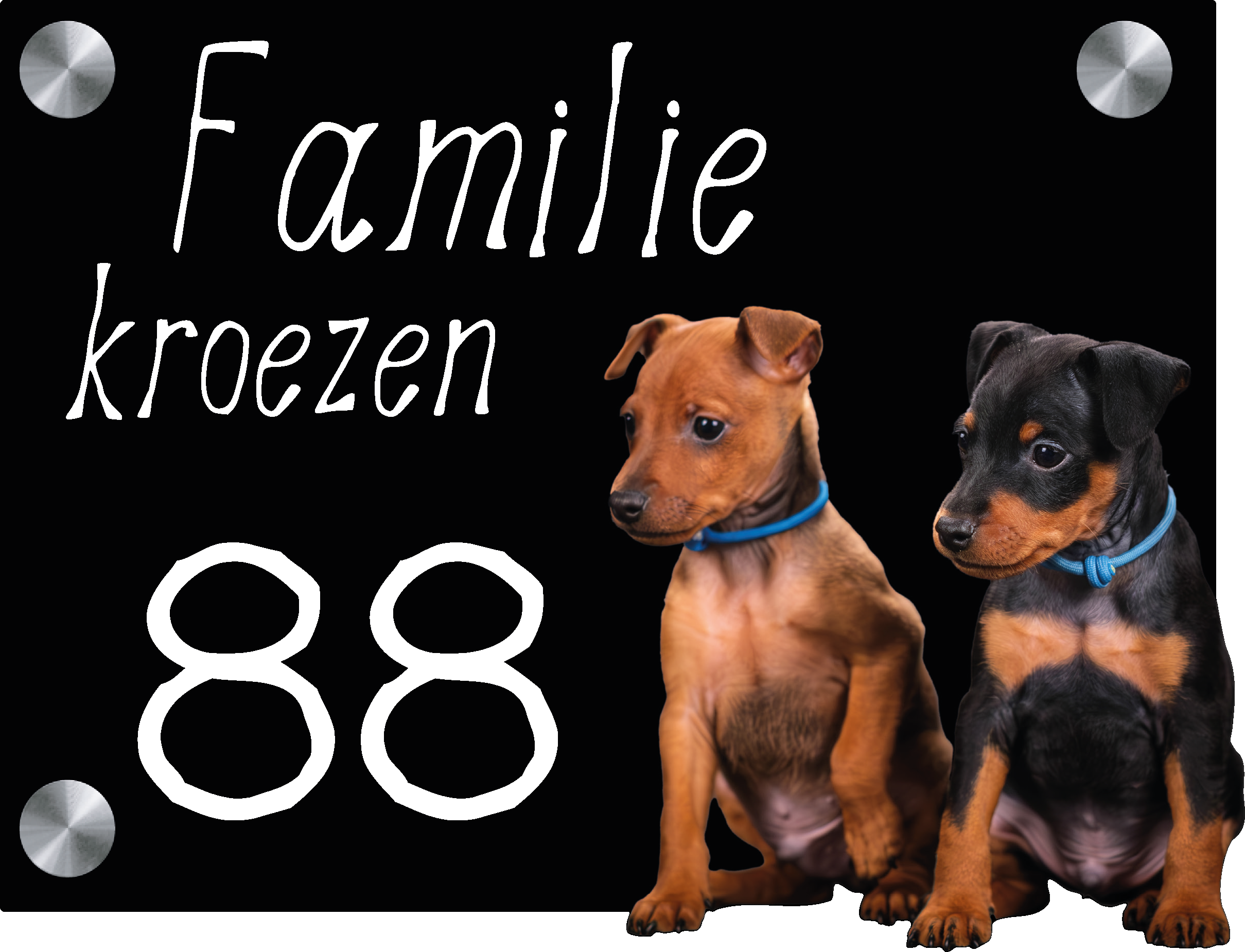 Naambordje Dwergpinscher pups - Afbeelding 2