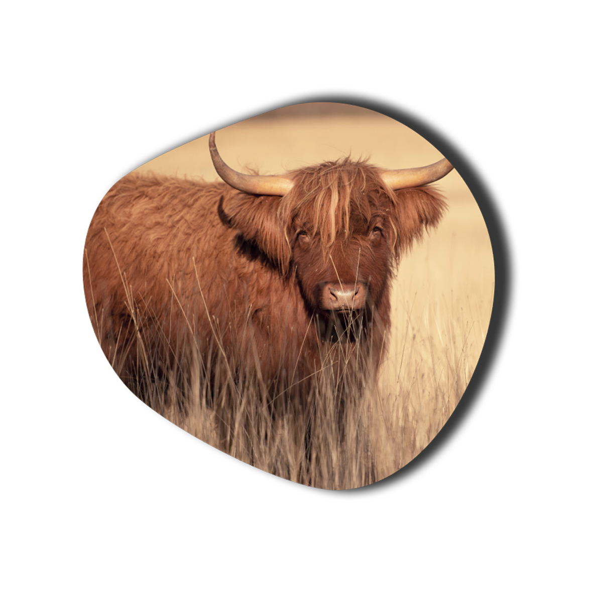 Schotse hooglander 1