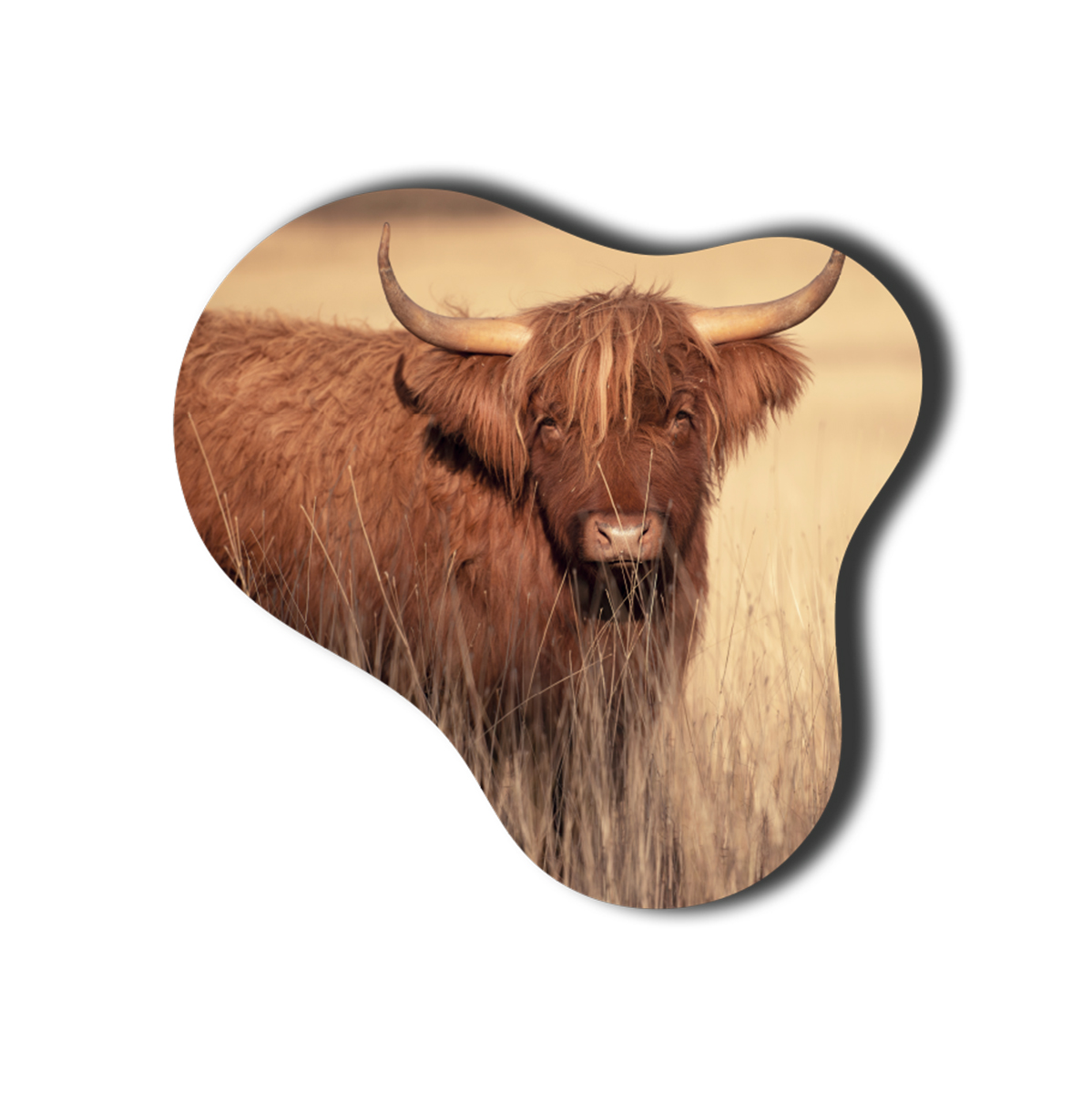schotse hooglander 1
