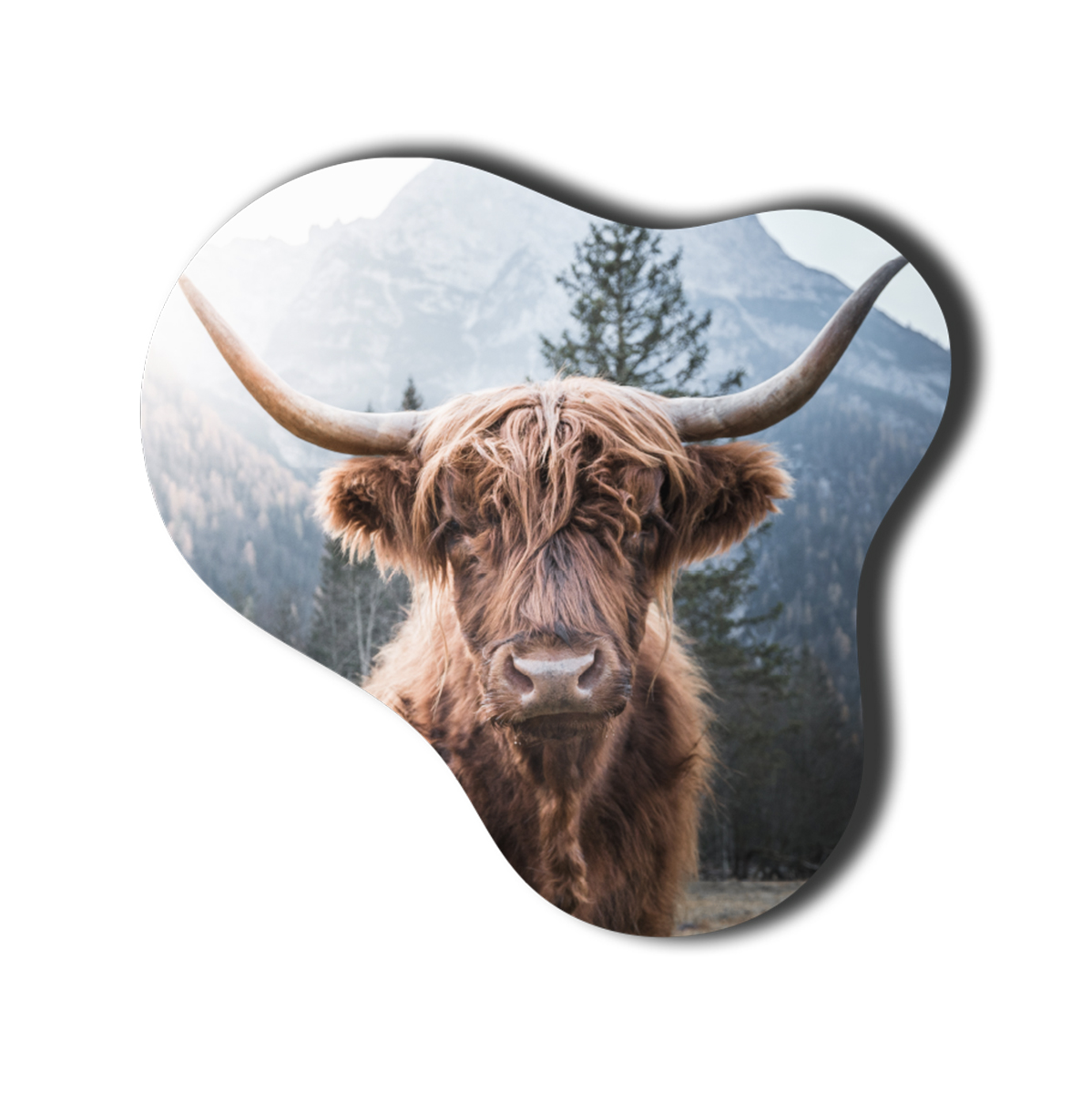 schotse hooglander 2