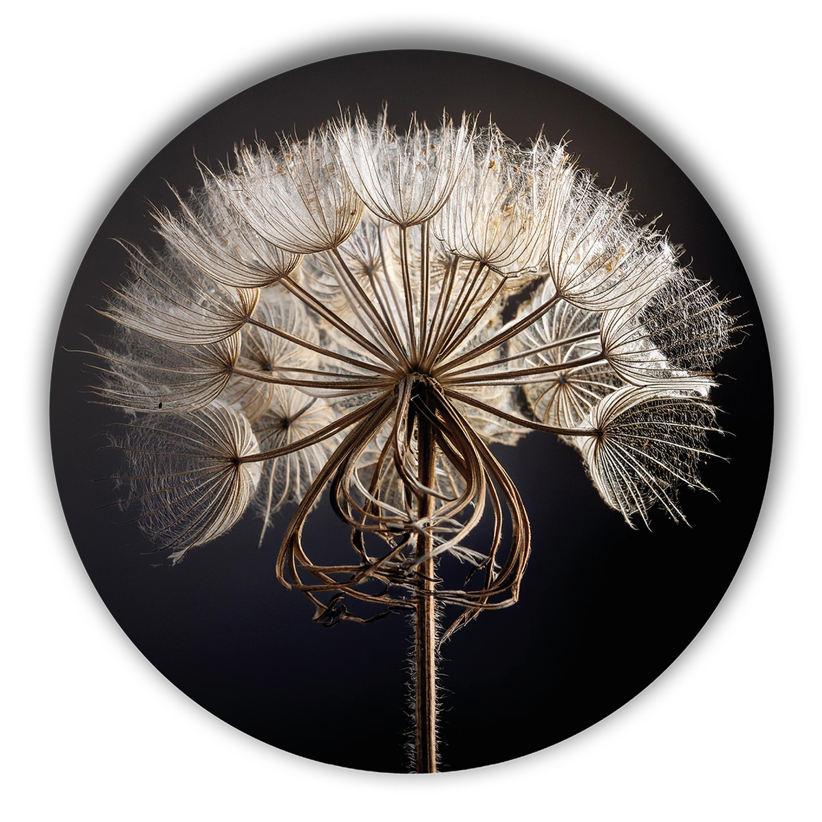 Wandcirkel - Paardenbloem wanddecoratie